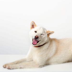 Cream Colored Dog Breeds - Cream Shiba Inus on white background