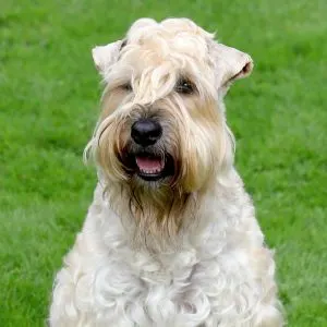 Soft Coated Wheaten Terrier - outside in the grass. 