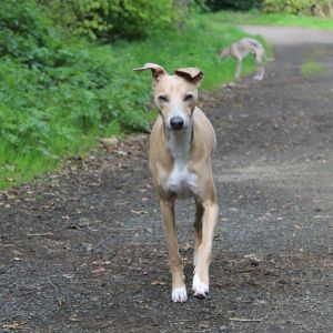 Italian Greyhound walking on a path outside. 