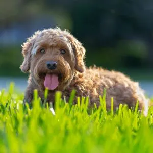 Red Goldendoodle lying in grass