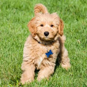 Red Goldendoodle in grass