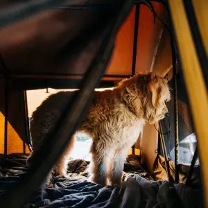 Large Goldendoodle in tent
