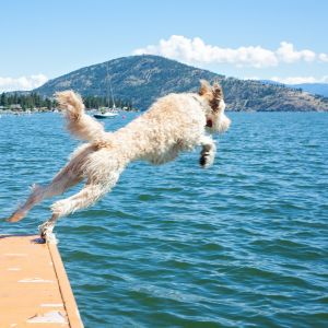 Goldendoodle jumping off dock into lake with mountains in background