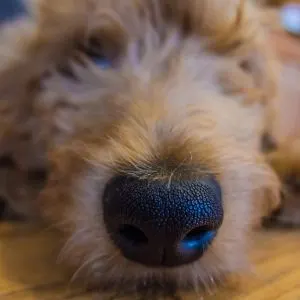 Close up of a Goldendoodle nose