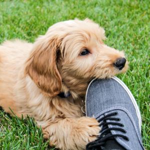 Goldendoodle puppy biting shoe