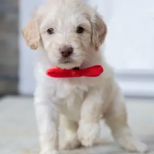 White Goldendoodle puppy with red bow