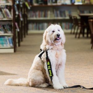 What is Good and Bad about them - Therapy Goldendoodle in library
