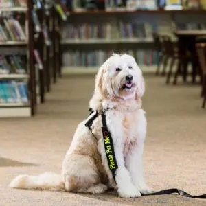 What is Good and Bad about them - Therapy Goldendoodle in library