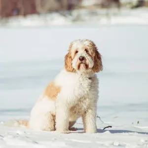 White and red Goldendoodle sitting in snow
