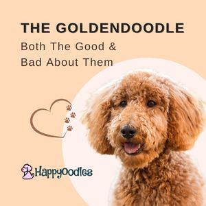 The Goldendoodle: What is Good and Bad about them - Title pic with red Goldendoodle in light peach circle with dark peach background