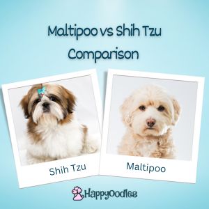 Maltipoo vs Shih Tzu Comparison: 9 Key Differences - title post with picture of a shih tzu and a maltipoo. 