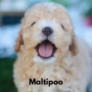Maltipoo puppy. 