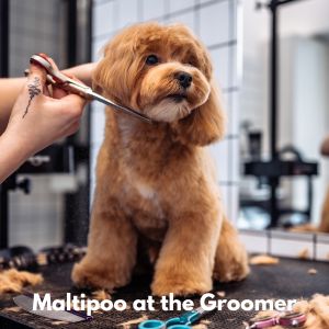Maltipoo at groomers
