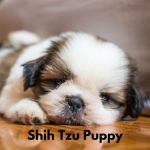 Shih tzu puppy sleeping on floor