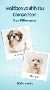 Maltipoo vs Shih Tzu Comparison: 8 Key Differences pin with a picture of a shih tzu and a Maltipoo
