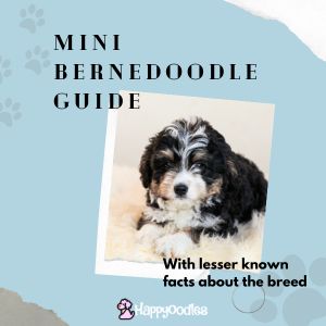 Title - Mini Bernedoolle Guide with picture of a Bernedoodle puppy