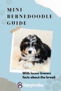 Pinterest Pin - Title Mini Bernedoodle Guide with pic of a Bernedoodle puppy. 