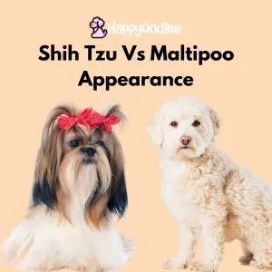Maltipoo vs Shih Tzu Comparison: 9 Key Differences - Appearance -Shih Tzu with long straight hair and Maltipoo with short curly hair. 