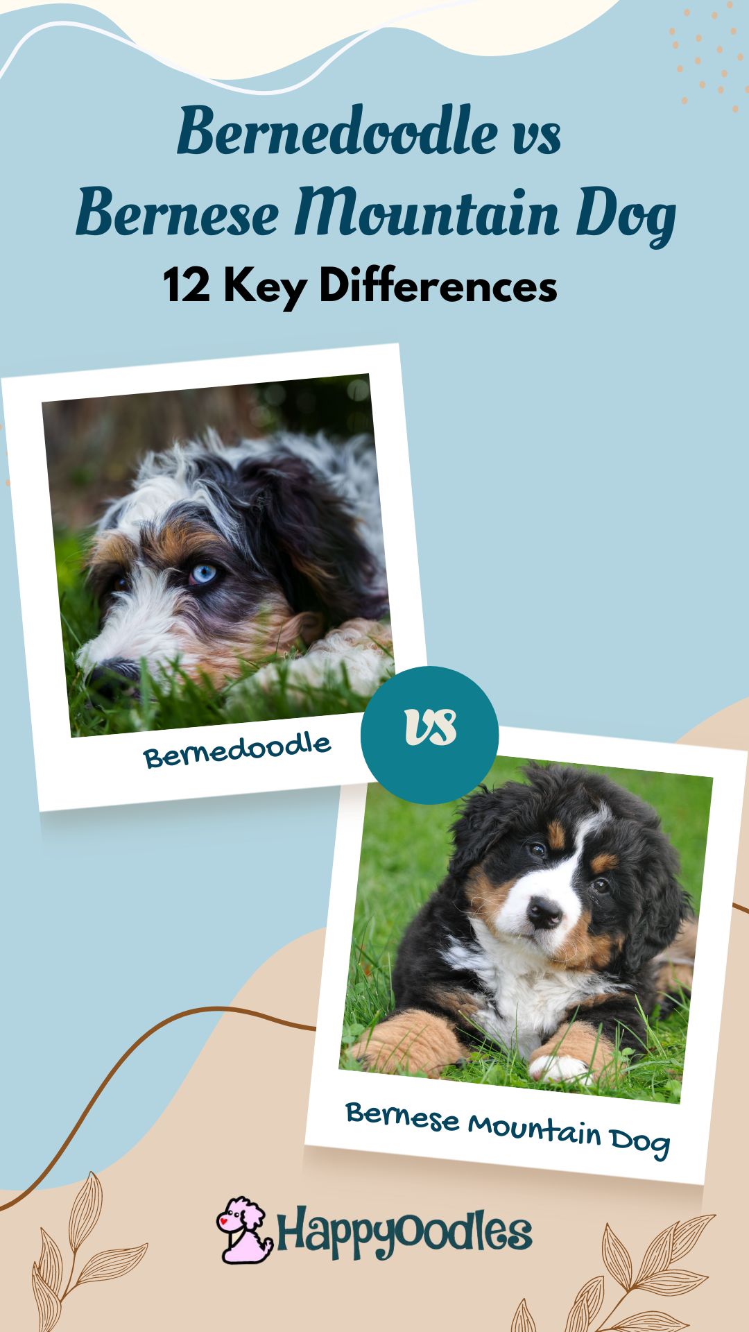 Bernedoodle vs Bernese Mountain Dog: 12 Key Differences - Happy Oodles