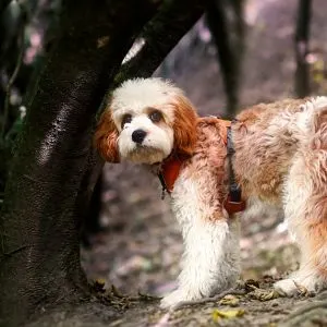 Best Cavapoo Dog Names: Our Top Picks for 2024 - Cavapoo in woods