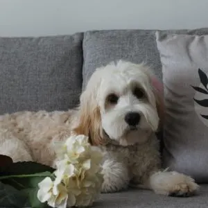 Cavapoo on couch