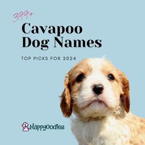 399+ Best Cavapoo Dog Names: Our Top Picks for 2024 - title pic with cavapoo puppy. 