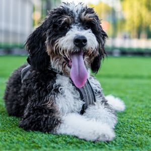 Bernedoodle laying in grass