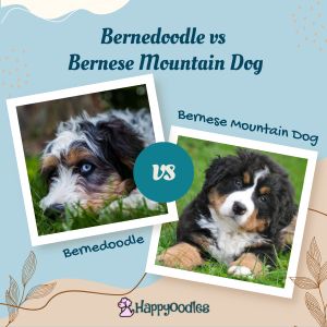Bernedoodle vs Bernese Mountain Dog - title pic of a Berendoodle and a bernese mountain dog. 