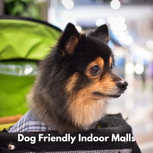 Title dog friendly mall with small dog in stroller