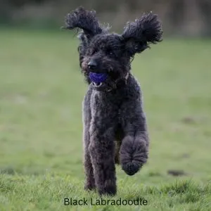 What is an F1 Labradoodle? Black Labradoodle running in grass