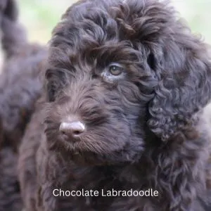 Chocolate Labra -doodle puppy