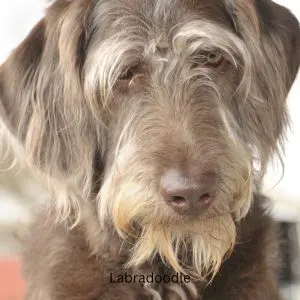Gray Labra-doodle with beard