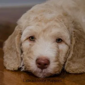 Cream colored Labradoodles laying on wood floor
