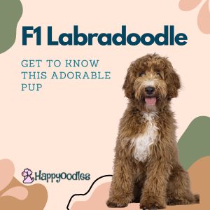 What is an F1 Labradoodle? Get to know this adorable pup - red and white labradoodle with abstract background
