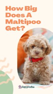 Maltipoo Full Grown: How Big Does A Maltipoo Get? - Pin post title and small red maltipoo puppy. 