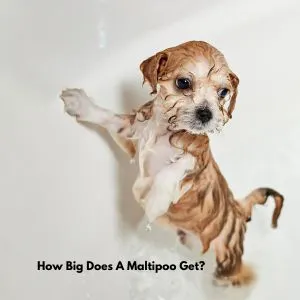 Maltipoo puppy in bath