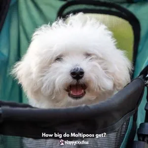 Maltipoo in green dog stroller 