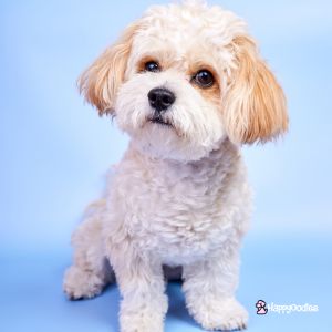 Maltipoo Full Grown: How Big Does A Maltipoo Get? - Maltipoo with blue background