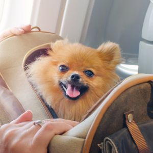 Small dog in pet carrier on ariplane