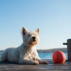 Wet, white dog on lake dock with ball 