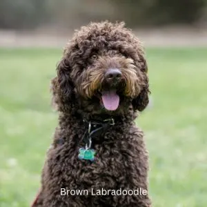 Brown Labradoodle in grass