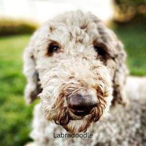 What is an F1b Labradoodle? Is this the best generation? - Gray Labradoodle close up