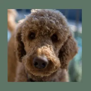 What is an F1b Labradoodle? Is this the best generation? Red Labradoodle with curly coat