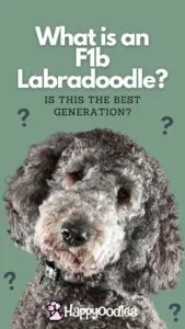 What is an F1b Labradoodle? Is this the best generation? Title pin with gray Labradoodle. 