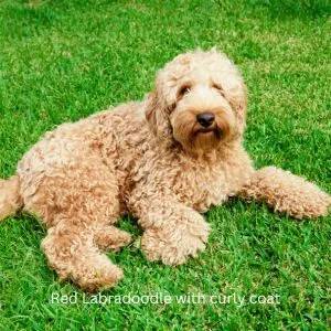 Apricot Labradoodle with curly coat