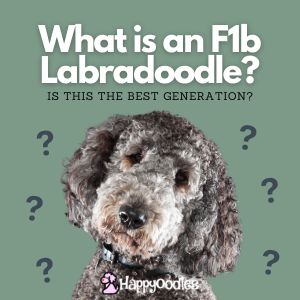 What is an F1b Labradoodle? Is this the best generation? title pic with gray curly Labradoodle