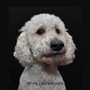 white Labradoodle