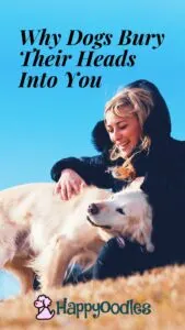Why Dogs Bury Their Heads Into You? Pinterest Pin title with pic of women and dog. with dog's head in womens lap
