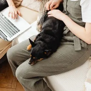 Black dog laying in persons lap