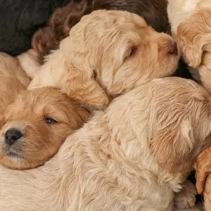 Puppies cuddled together